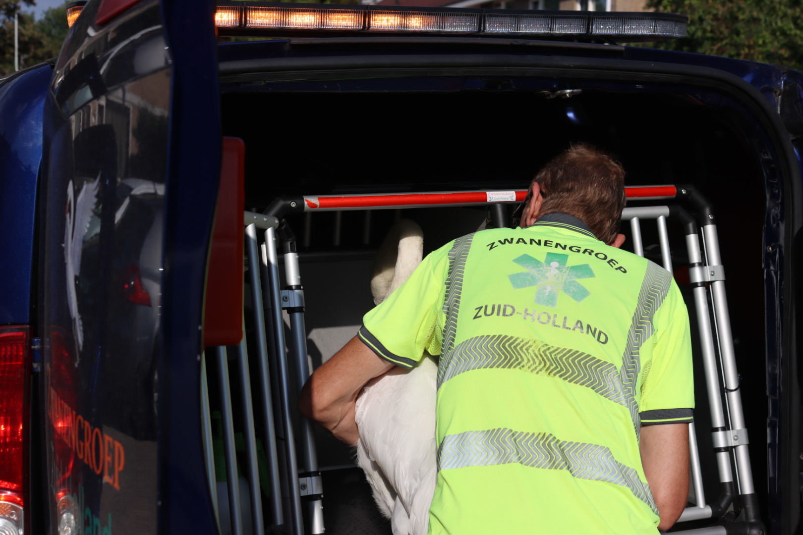 Zwanengroep komt gewonde zwaan ophalen in Zalmplaat