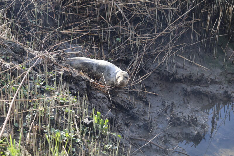 Zeehond in Hoogvliet Visserijgriend
